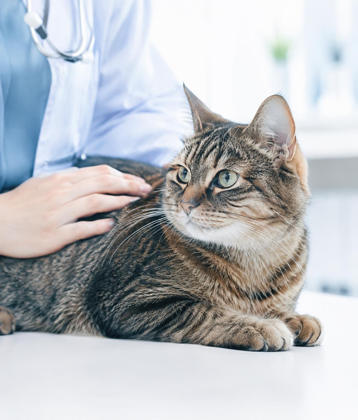Calm cat receiving gentle veterinary care